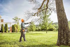 How Our Tree Care Process Works  in  Adwolf, VA